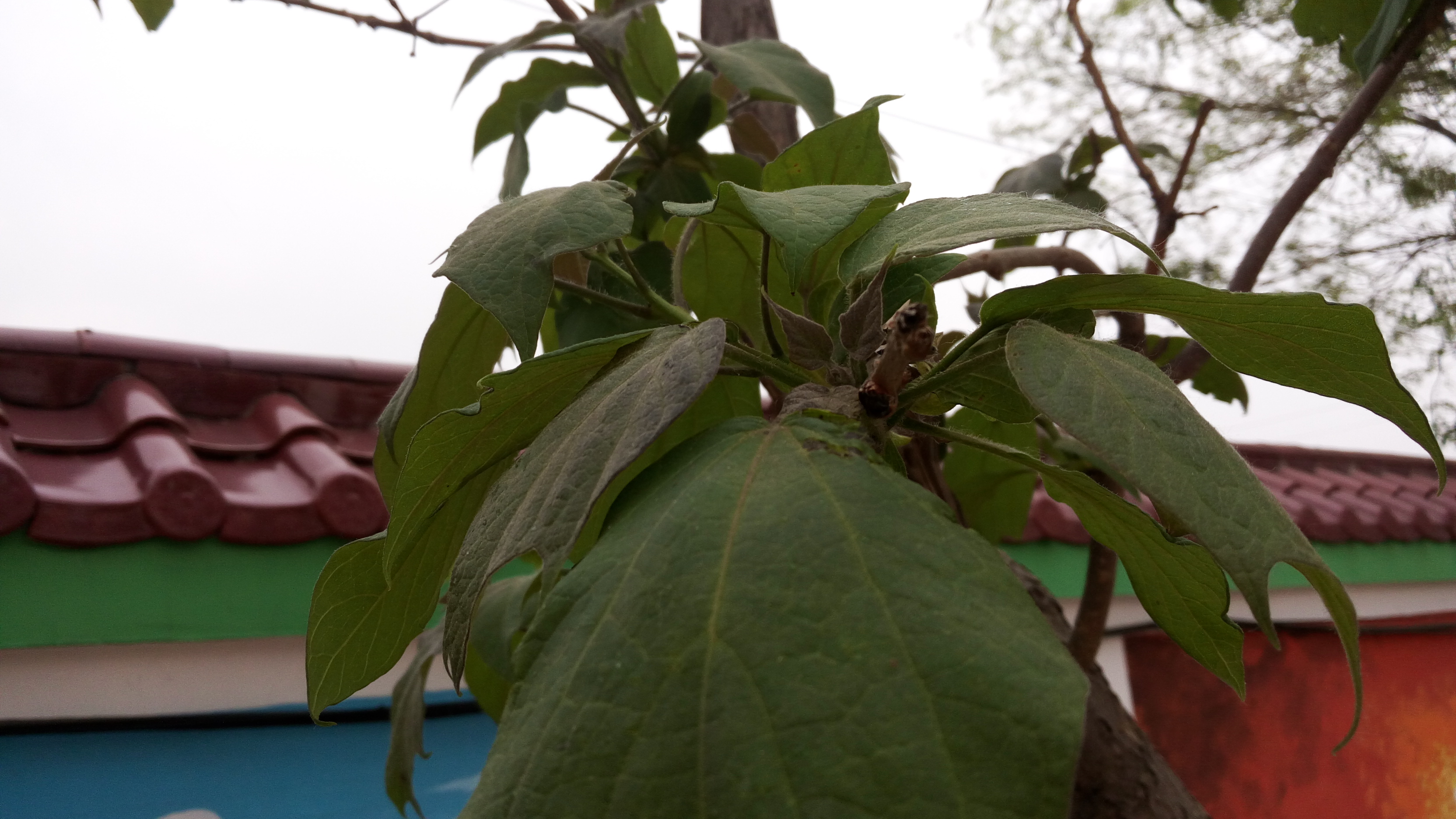 8����ͩ�� .jpg